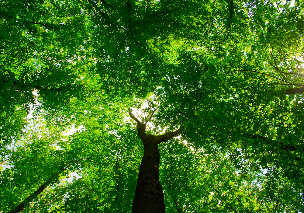 CSR社會企業責任